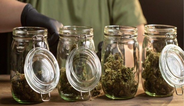 How To Store THCA Flower Properly for Maximum&nbsp;Freshness
