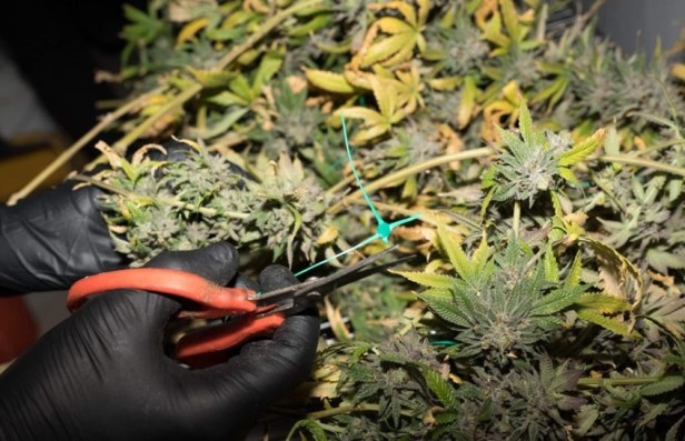 What Makes Blueberry Muffin Cannabis So Popular Among Flavor&nbsp;Lovers?